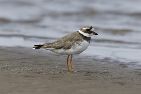 Common Ringed Plover