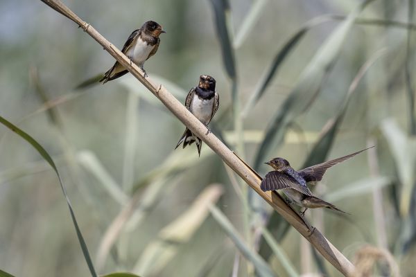 Barn Swallow