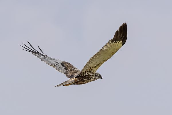 Western Marsh-Harrier