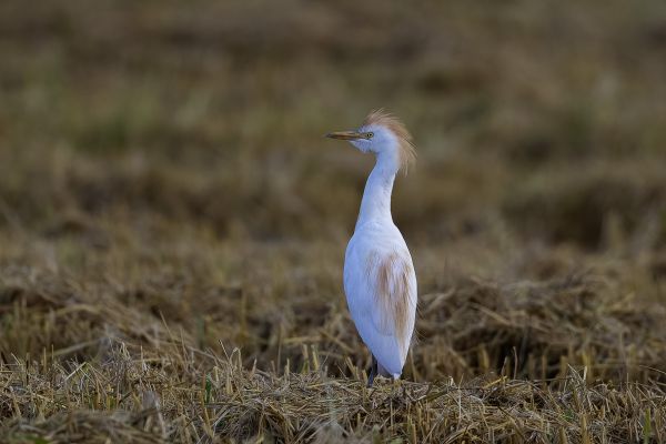 Western Cattle Egret