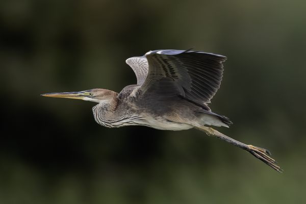 Purple Heron