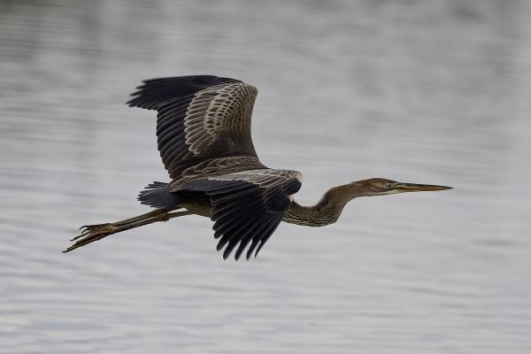 Purple Heron