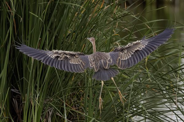 Purple Heron