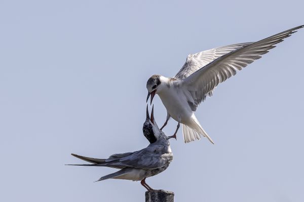 Whiskered Tern