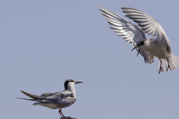 Whiskered Tern