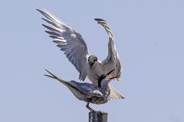 Whiskered Tern
