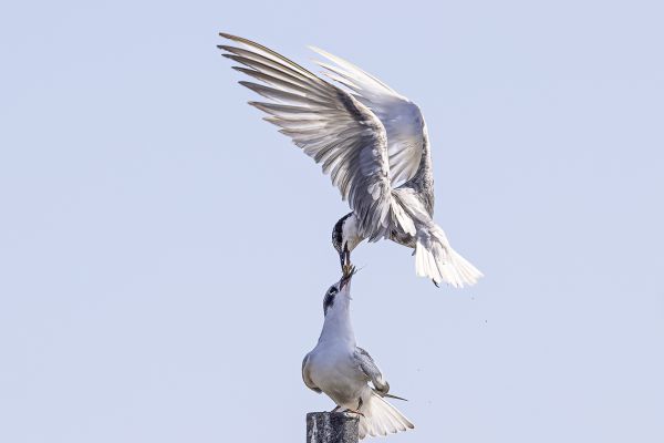 Whiskered Tern