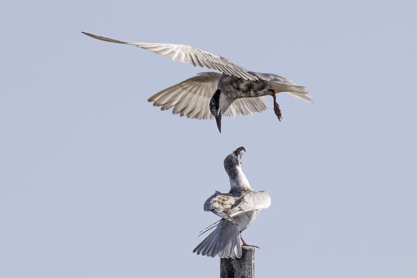 Whiskered Tern