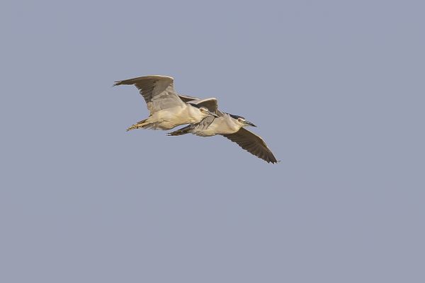Black-crowned Night-Heron