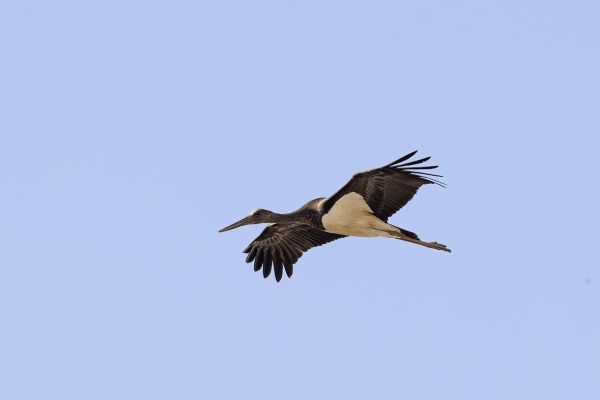Black Stork