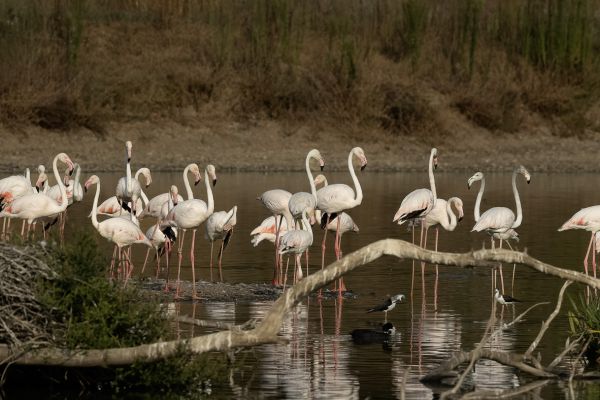 American or Greater Flamingo