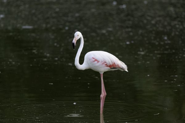 American or Greater Flamingo
