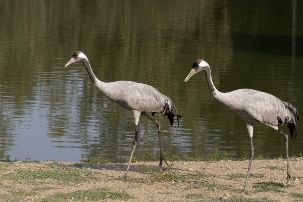 Common Crane