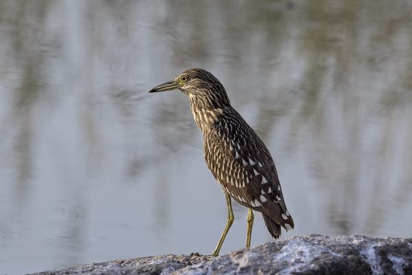Black-crowned Night-Heron