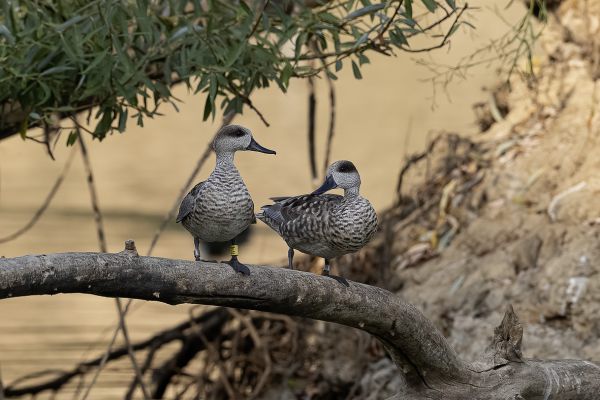Marbled Teal