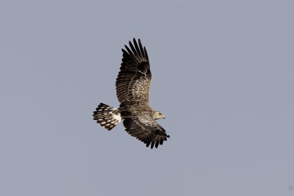  Short-toed Snake-Eagle
