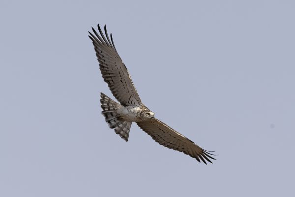  Short-toed Snake-Eagle