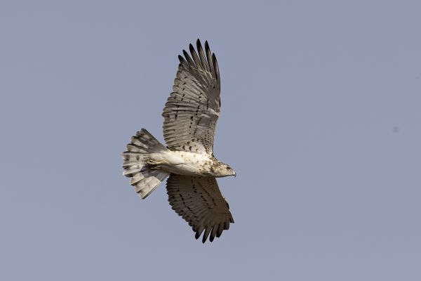  Short-toed Snake-Eagle
