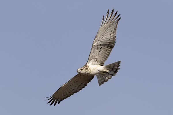  Short-toed Snake-Eagle