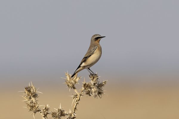 Northern Wheatear