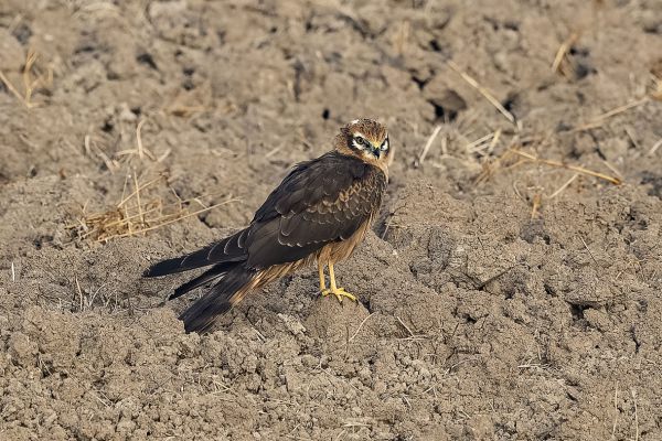  Montagu's Harrier