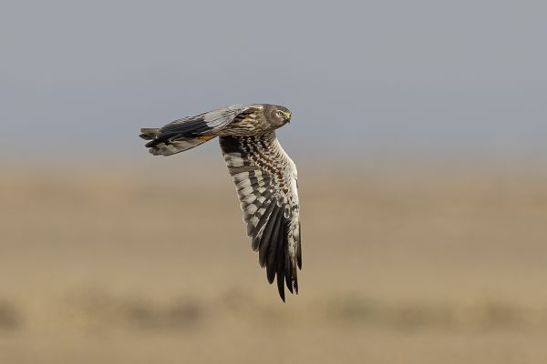  Montagu's Harrier