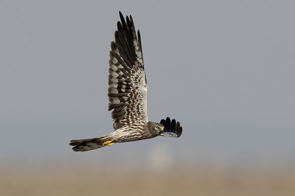 Montagu's Harrier