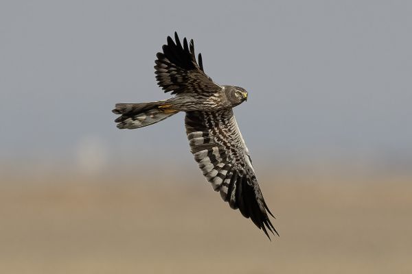 Montagu's Harrier