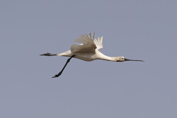 Spoonbill