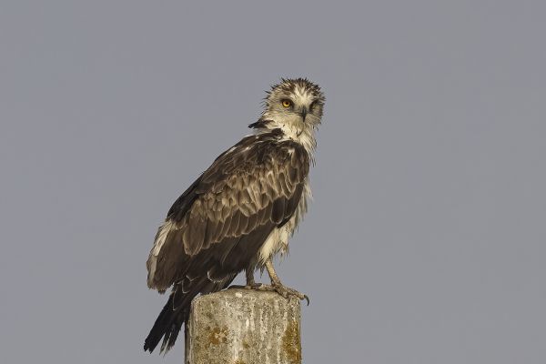Short-toed Snake-Eagle