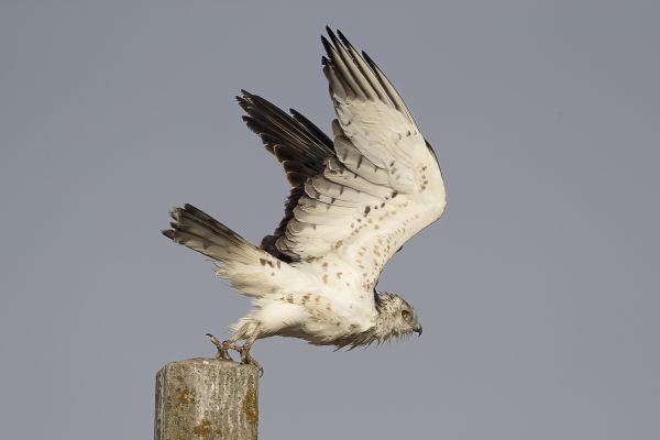 Short-toed Snake-Eagle