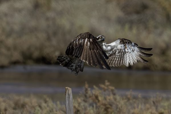 Osprey