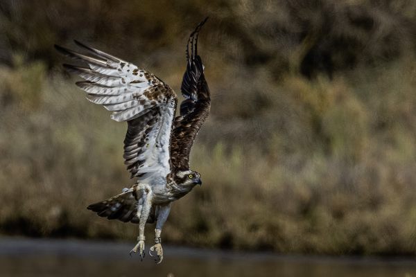 Osprey
