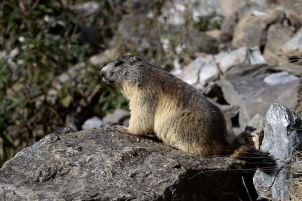 Alpine marmot 