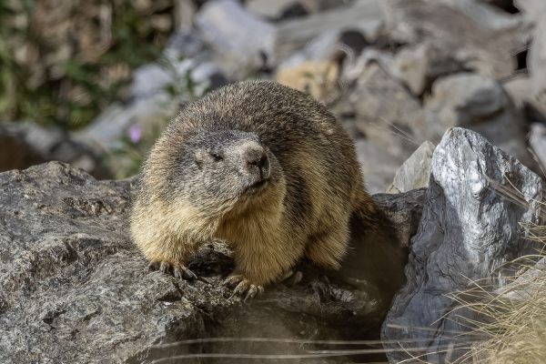 Alpine marmot 