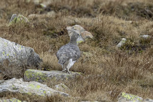 Rock ptarmigan