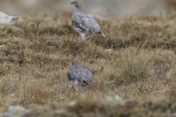 Rock ptarmigan