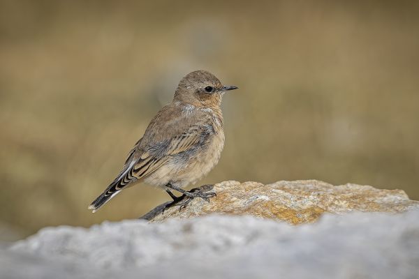 Western Black-eared Wheatear
