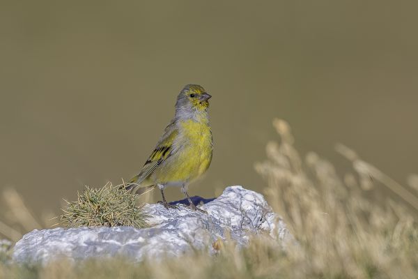 Citril Finch