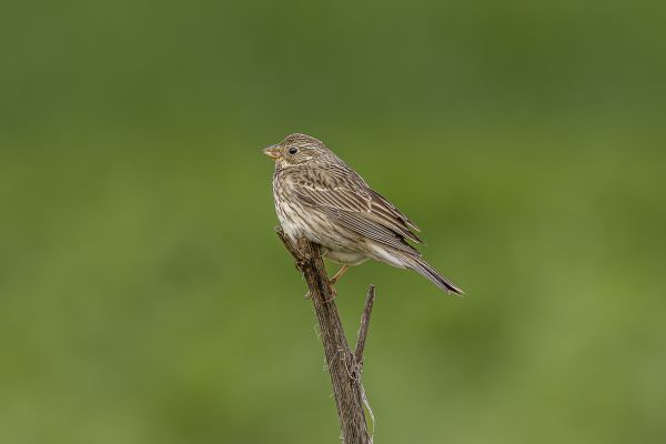 Corn Bunting