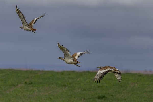 Great Bustard