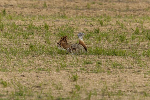 Great Bustard