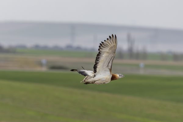 Great Bustard