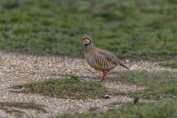 Red-legged Partridge