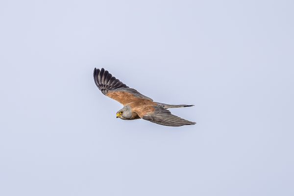Lesser Kestrel