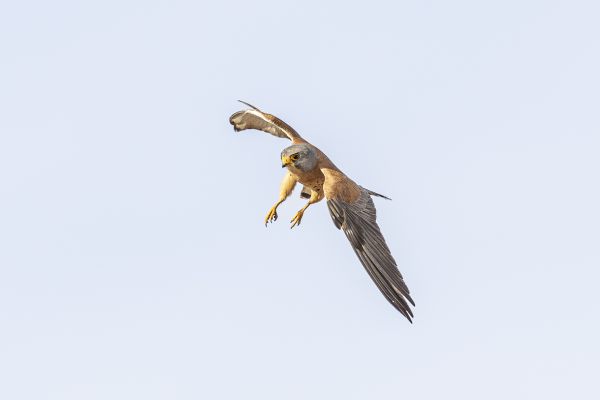 Lesser Kestrel
