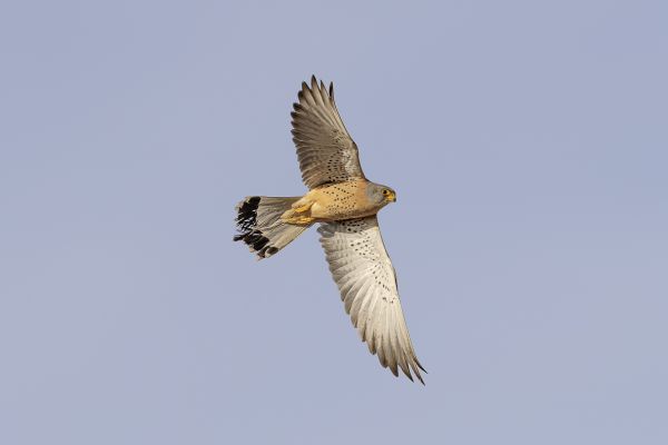 Lesser Kestrel