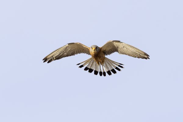 Lesser Kestrel