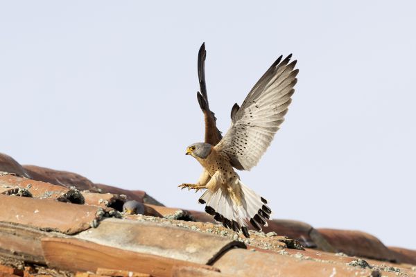 Lesser Kestrel