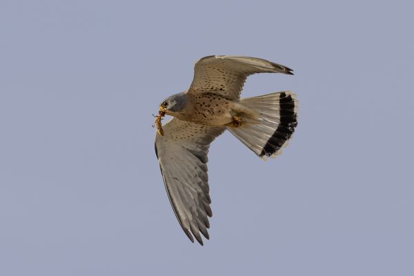 Lesser Kestrel